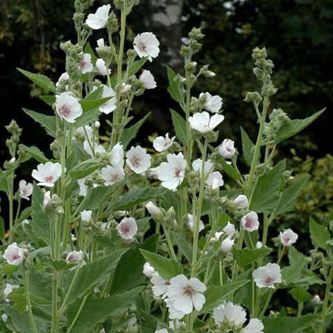 cay-thao-duoc-Althaea-officinalis